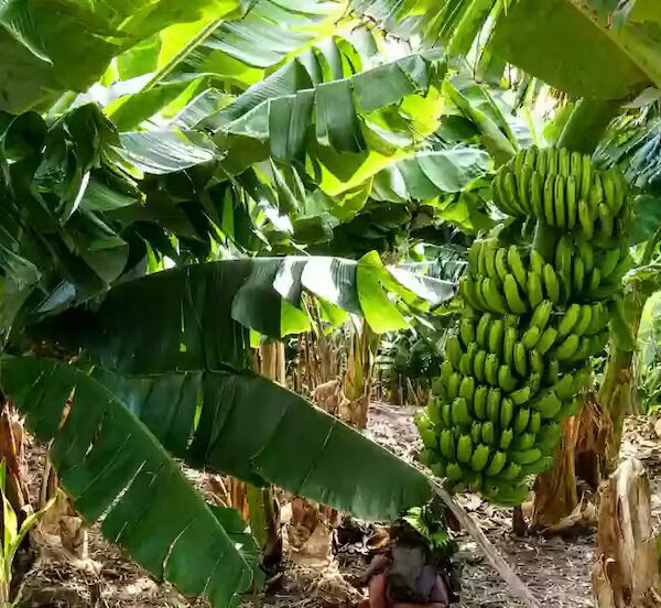 Bananeros de Salta