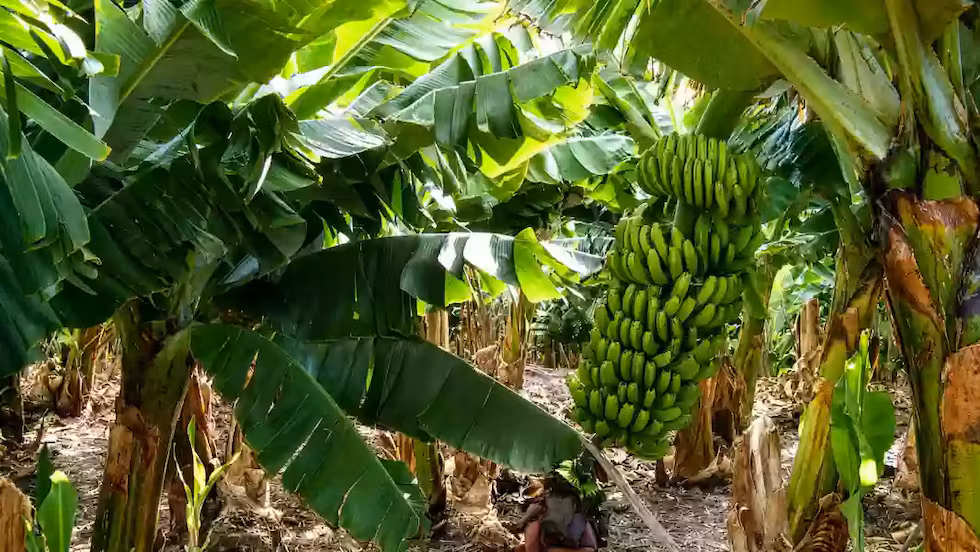 Bananeros de Salta
