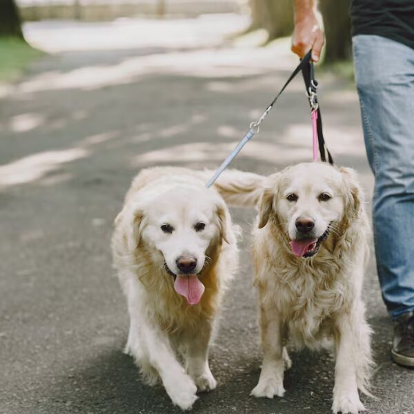 Ley de identificación para perros y gatos