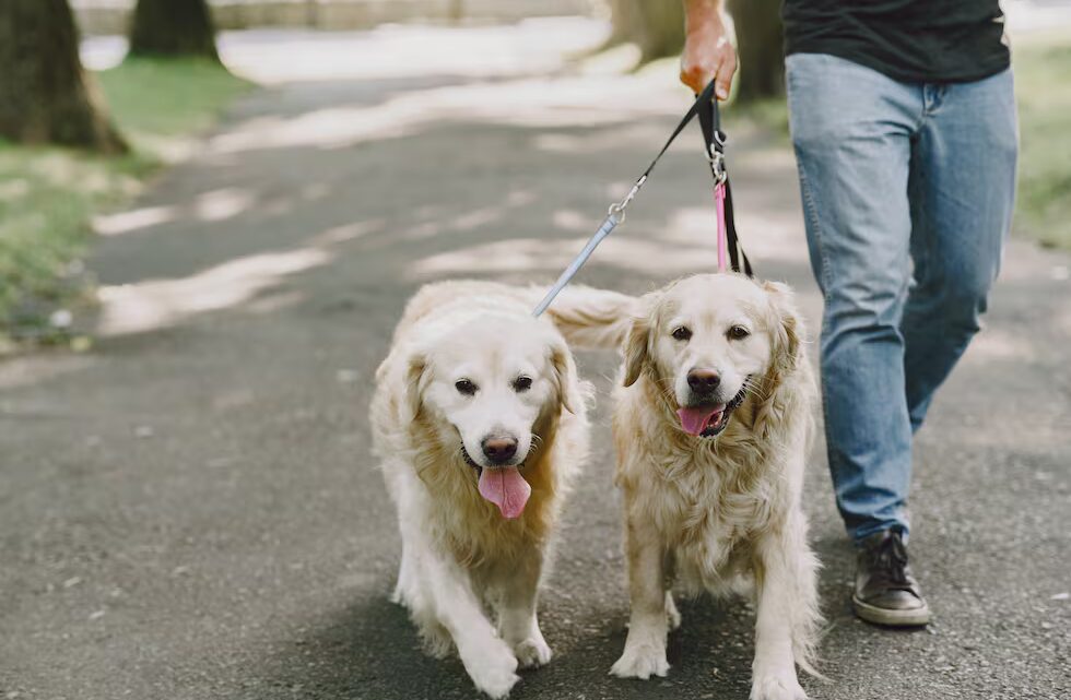 Ley de identificación para perros y gatos